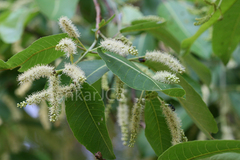 Terminalia chebula